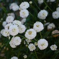 Yarrow Superior Flower seeds for Planting Bright Blooms Heirloom & GMO Free Seeds for Home Garden