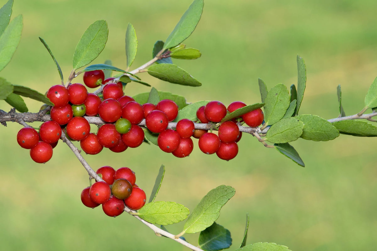 Yaupon Flower seeds for Planting Easy to Grow Heirloom & GMO Free Seeds for Home Garden 
 
 Sale for planting in home garden