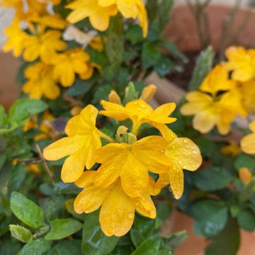 Yellow Crossandra Flower Seeds for Lush Blooms - Perfect Addition to Your Garden Collection
