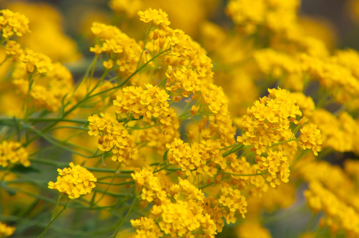 Ornamental Yellow Aurinia flowering plant