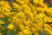 Ornamental Yellow Aurinia flowering plant