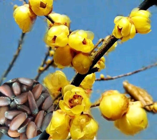 Fragrant Yellow Wintersweet garden flowers
