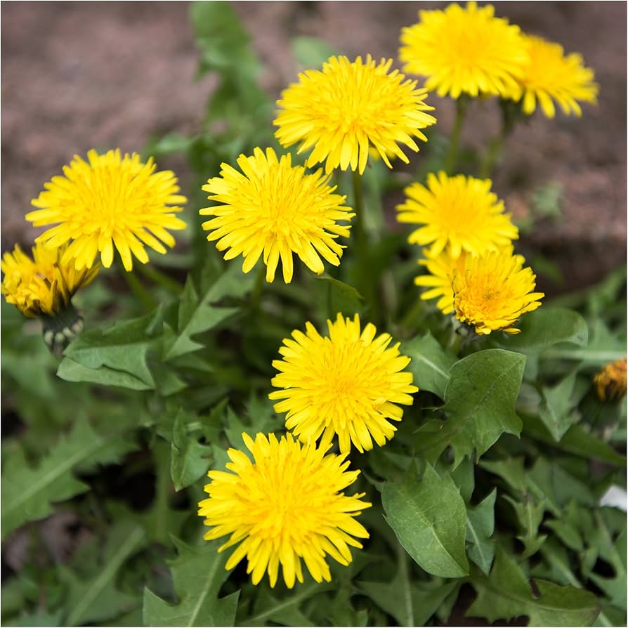 High germination Yellow Dandelion seeds
