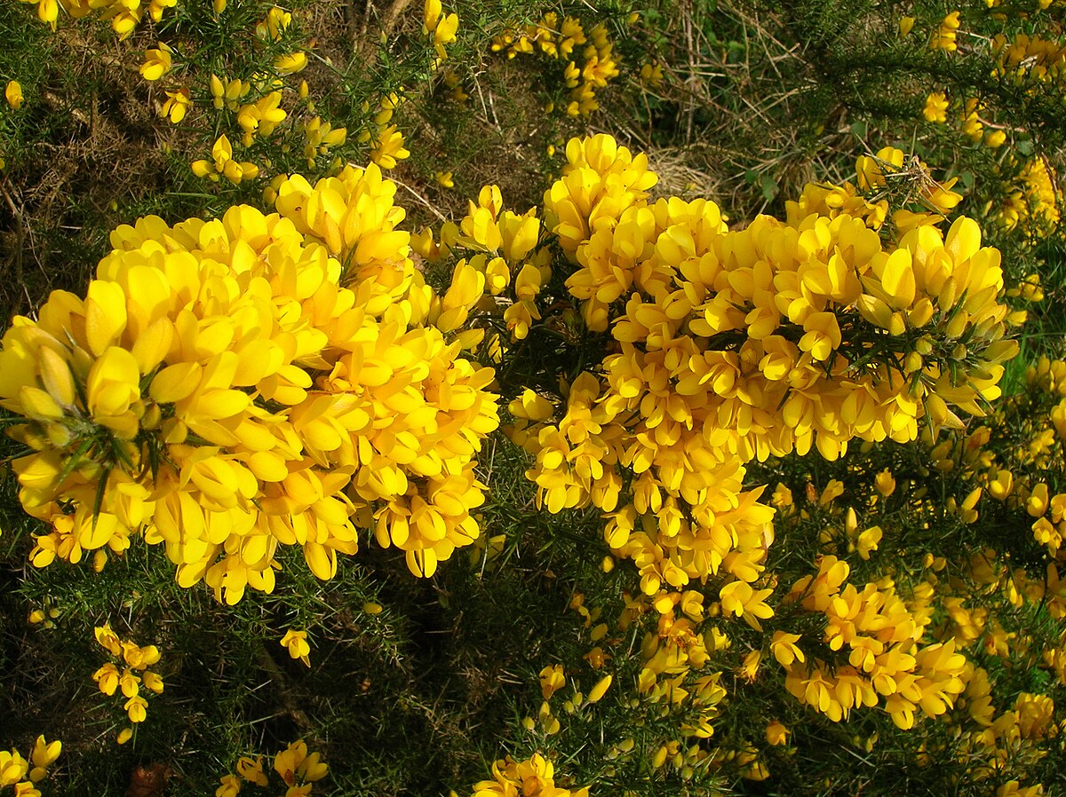 High germination Yellow Gorse seeds