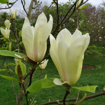Light Yellow Yulan Flower seeds for Planting - Low Maintenance, Heirloom & GMO Free Seeds for Home Garden
 
 Sale for planting in home garden