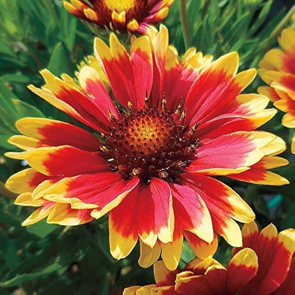 Yellow Orange Aristata flower seeds for planting