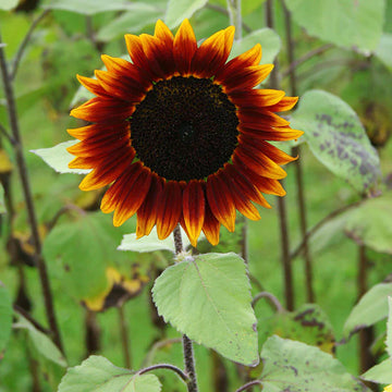 Non GMO Yellow Red Sunflower seeds