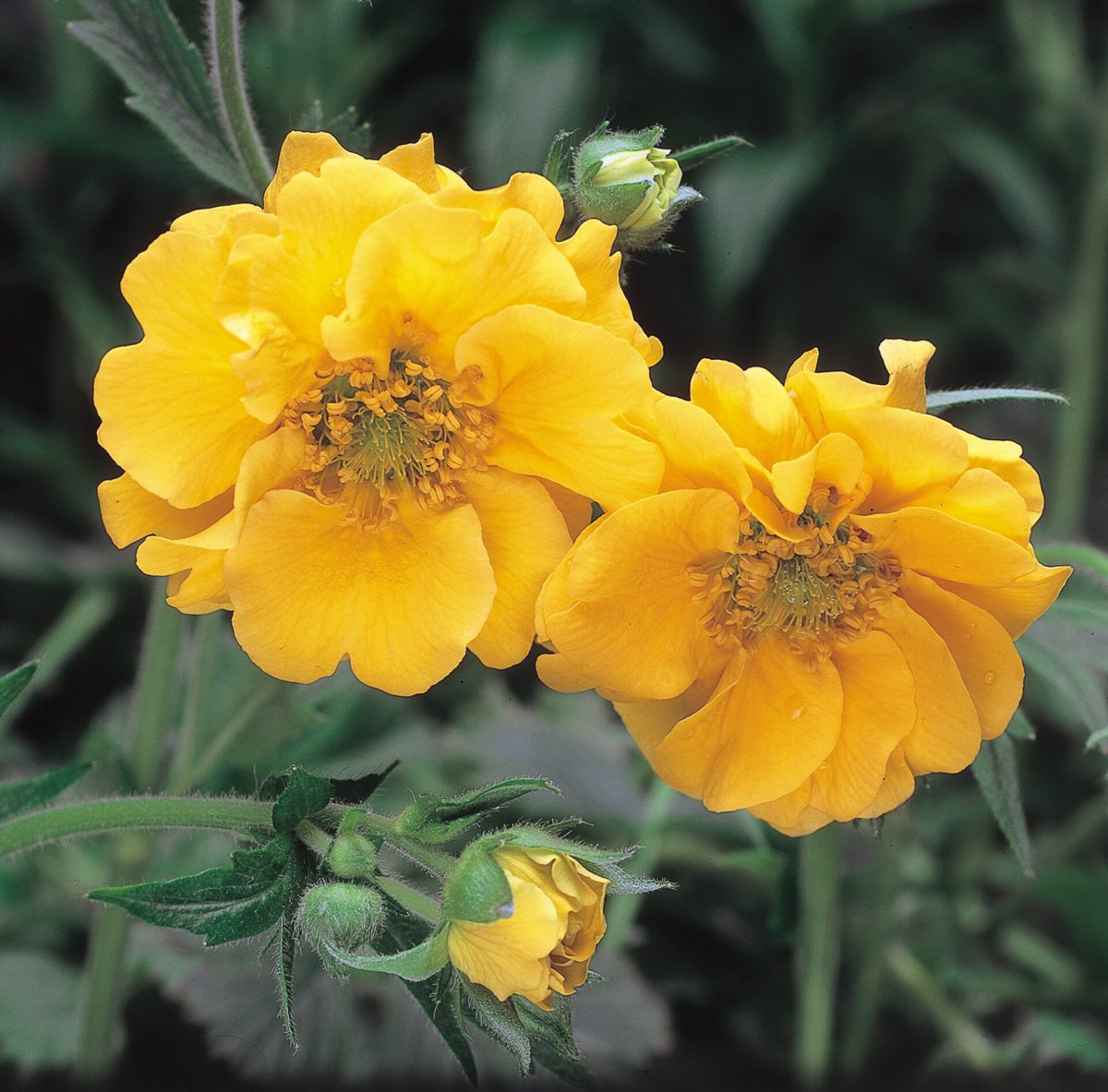 Ornamental Yellow Stratheden flowering plant