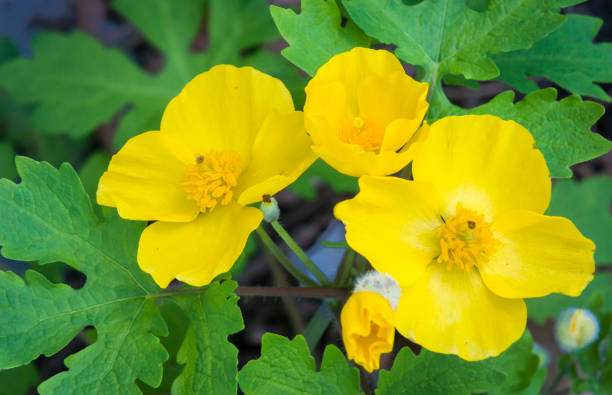 Yellow Tetterwort seeds for planting