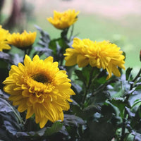 Yellow Chrysanthemum Flower seeds for Planting Hardy Variety Heirloom & GMO Free Seeds for Home Garden 
 
 Sale