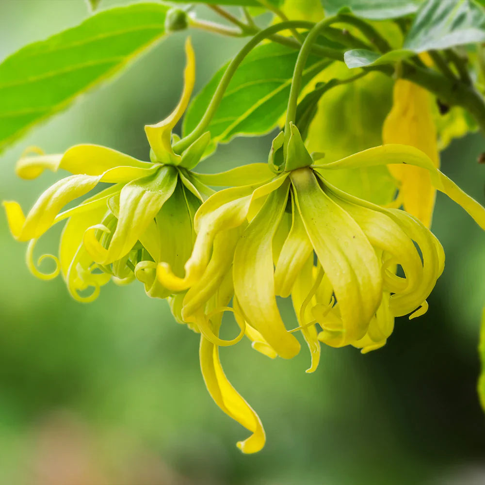 Yellow Cananga Seeds for Planting