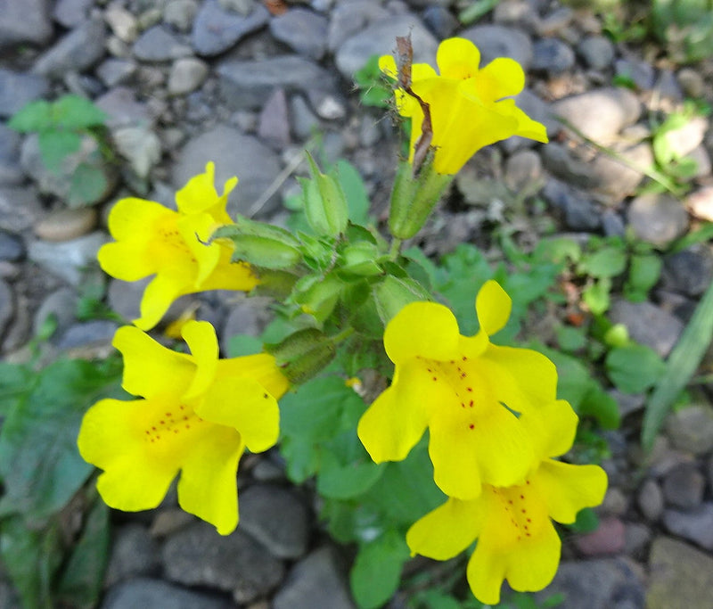 Pollinator-Friendly Yellow Erythranthe Seeds
