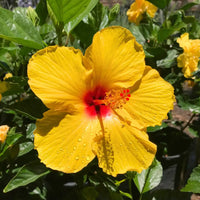 Hibiscus Light Yellow Flower seeds for Planting - Bright Blooms, Heirloom & GMO Free Seeds for Home Garden