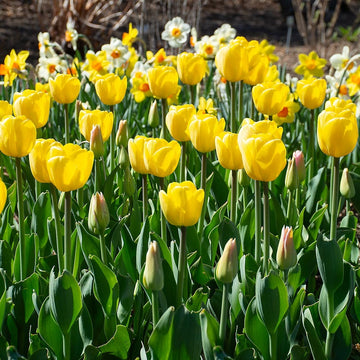 Yellow Tulip Flower Seeds for Planting
