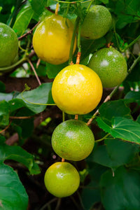 Tropical yellow passion fruit climbing vine growing on a garden trellis
