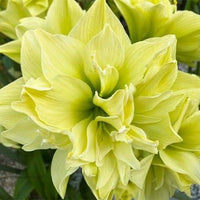 Yellow Sunrise Amaryllis Hippeastrum bulbs prepared for planting.