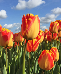 Red Yellow Tulip Flower Seeds Flower seeds for Planting Seasonal Bloomer Heirloom & GMO Free Seeds for Home Garden 
 
 Sale for planting in home garden