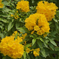 Yellow Rawstone Plant for Your Garden  Seed for Bright and Cheerful Blooms