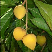 Young Lucuma tree with healthy green foliage growing outdoors