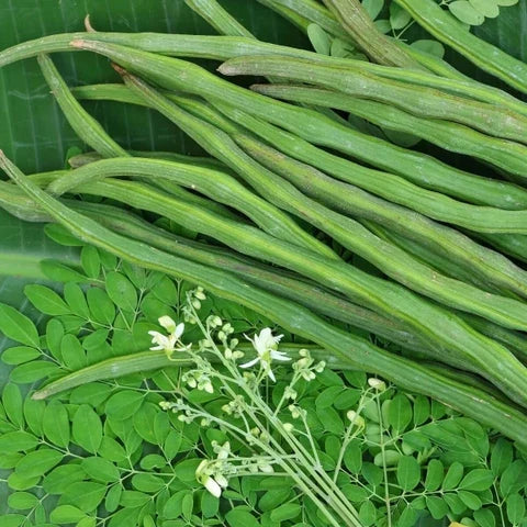 Young Moringa Oleifera tree growing with healthy green foliage in a garden.