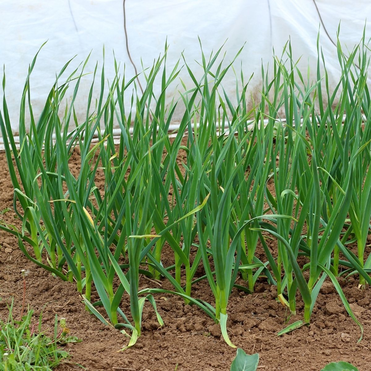 Purple Italian Garlic Bulbs – Italian Garlic for Home Garden Planting