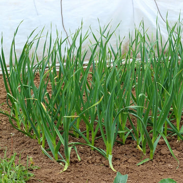 Purple Italian Garlic Bulbs – Italian Garlic for Home Garden Planting