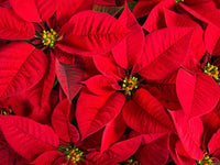 Poinsettia Flower seeds for Planting - Long Bloom Season, Heirloom & GMO Free Seeds for Home Garden
