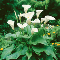 Calla Flower Seeds for Easy Planting