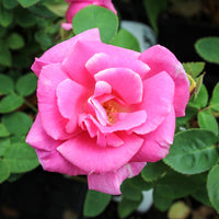 Pink Zephirine Rose Flower seeds for Planting - Bright Blooms, Heirloom & GMO Free Seeds for Home Garden