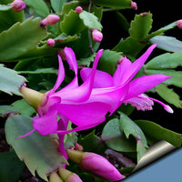 Purple Zygocactus Truncatus Flower seeds for Planting - Sun Loving, Heirloom & GMO Free Seeds for Home Garden