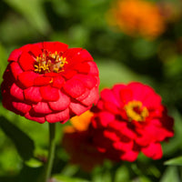 Red Zinnia Flower seeds for Planting Bright Blooms Heirloom & GMO Free Seeds for Home Garden
 
 Sale