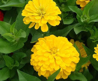 Brown Yellow Zinnia Flower seeds for Planting Hardy Variety Heirloom & GMO Free Seeds for Home Garden
