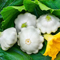 White Patty Pan Squash Seeds – Scallop Zucchini for Home Vegetable Gardens