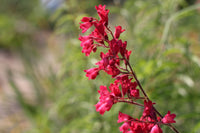 Red Heuchera Flower seeds for Planting - Perfect for Borders, Heirloom & GMO Free Seeds for Home Garden