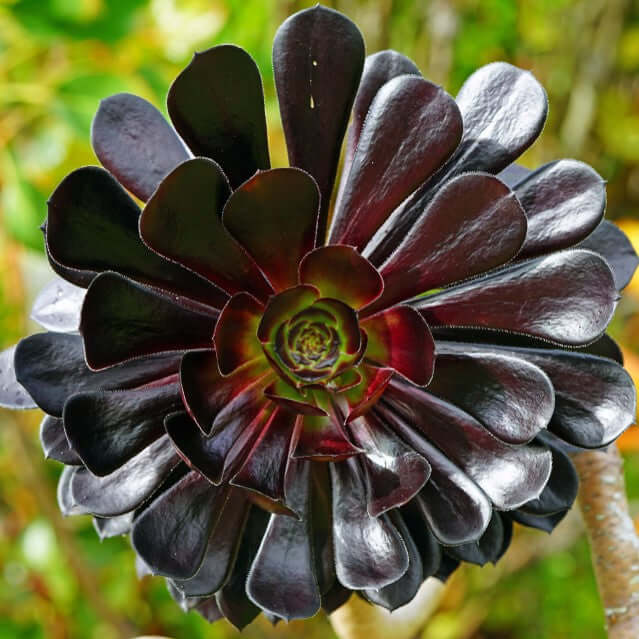 Arboreum Atropureum Flower seeds for Planting - Low Maintenance, Heirloom & GMO Free Seeds for Home Garden