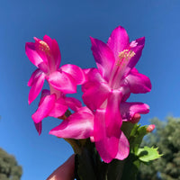 Purple Christmas Cactus with vibrant blooms in a hanging planter for home décor.