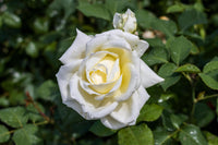White Holland Rose Flower Seeds for Planting – Wildflower Mix Heirloom & NonGMO Seeds for Home Garden
 
 Sale