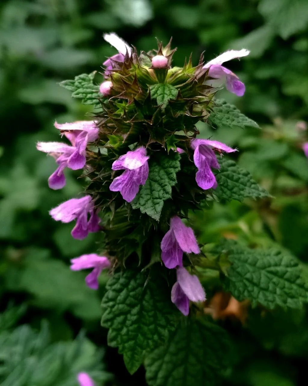 Purple Horehound Flower seeds for Planting - Drought Tolerant, Heirloom & GMO Free Seeds for Home Garden