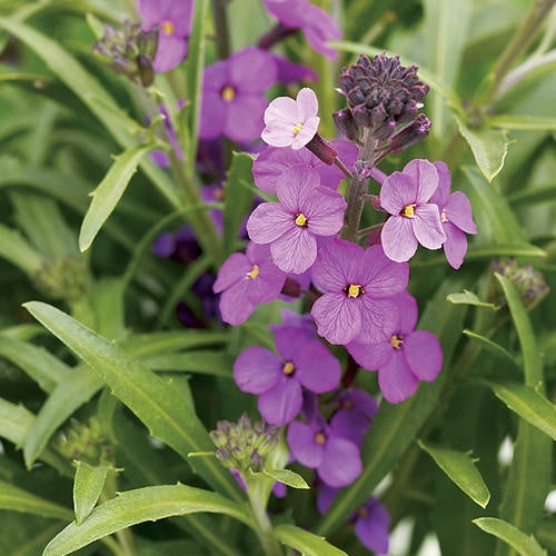 Violet Linifolium Flower seeds for Planting Shade Tolerant Heirloom & GMO Free Seeds for Home Garden 
 
 Sale seeds for home garden planting