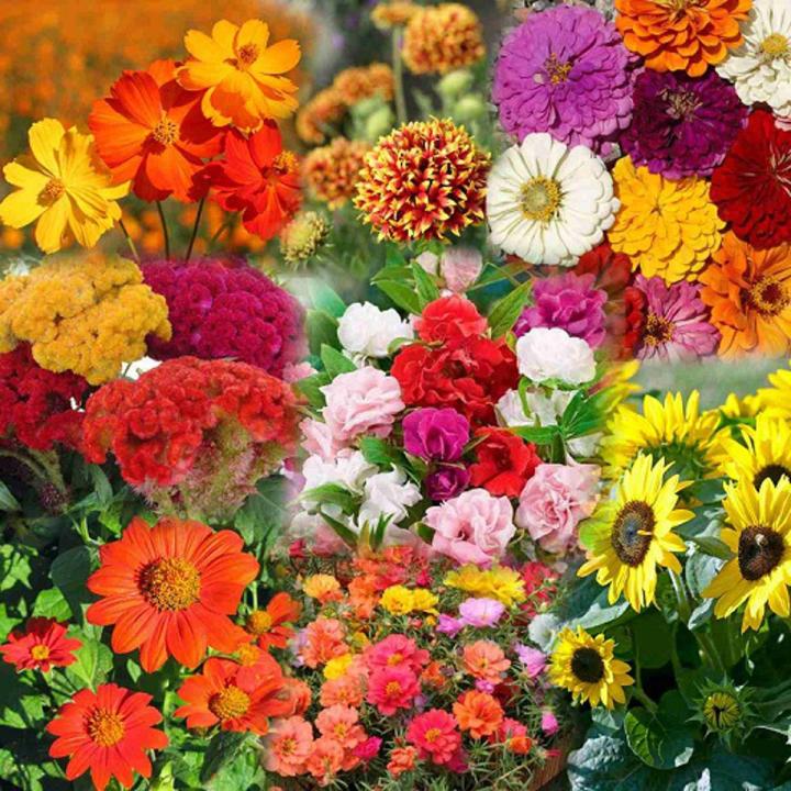 Sixfold Flower mix seeds for Planting - Hardy Variety, Heirloom & GMO Free Seeds for Home Garden