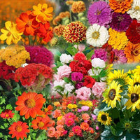 Sixfold Flower mix seeds for Planting - Hardy Variety, Heirloom & GMO Free Seeds for Home Garden