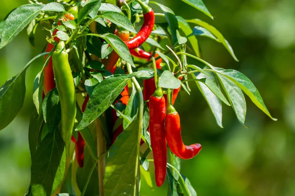 Fresh chilli pepper plants growing in a home vegetable garden.