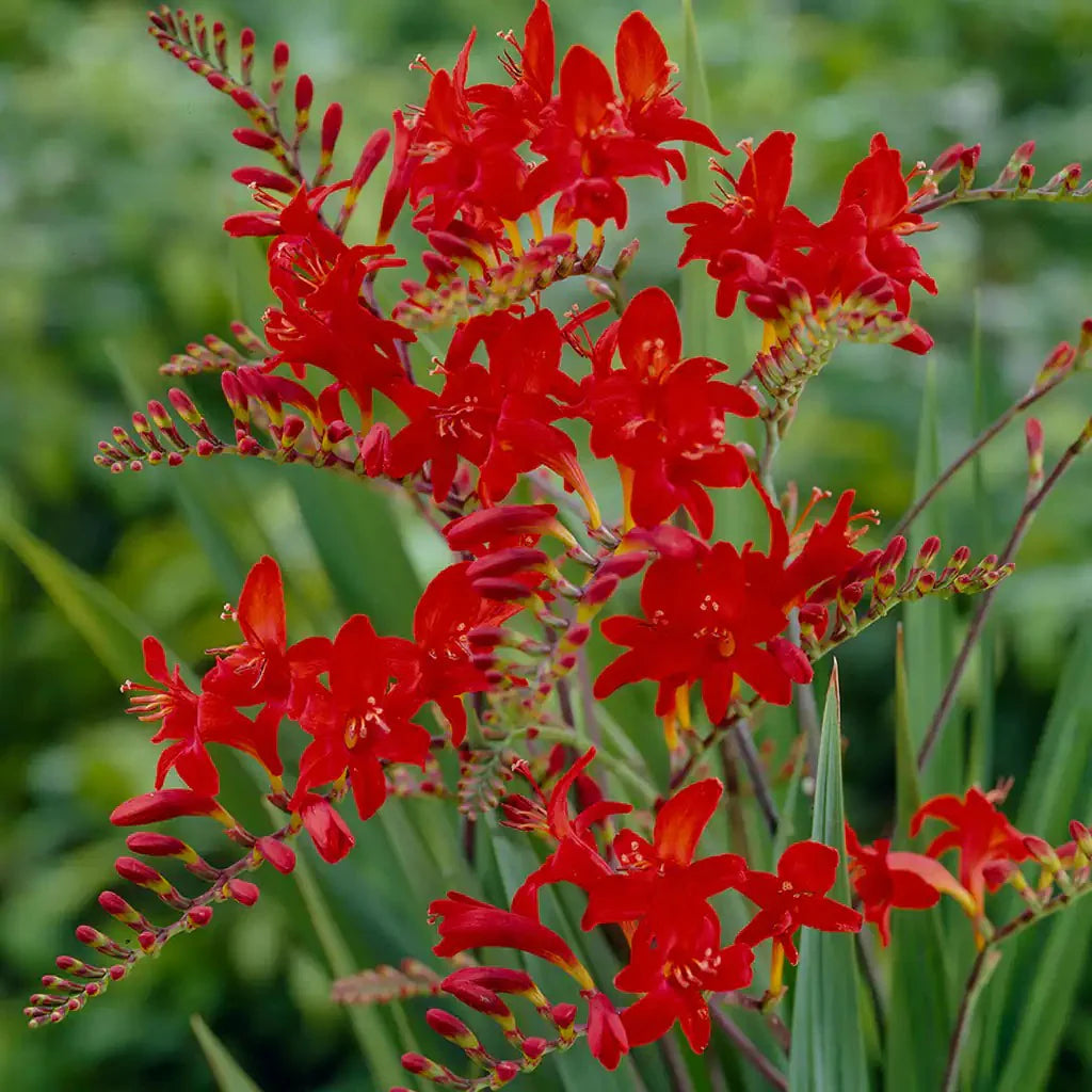 Crocosmia Flower seeds for Planting Seasonal Bloomer Heirloom & GMO Free Seeds for Home Garden