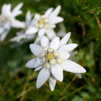 Edelweiss Flower Seeds for Planting Leontopodium Alpinum for Rock Gardens