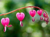 Bleeding Hearts Flower seeds for Planting Cottage Garden Essential Heirloom & GMO Free Seeds for Home Garden