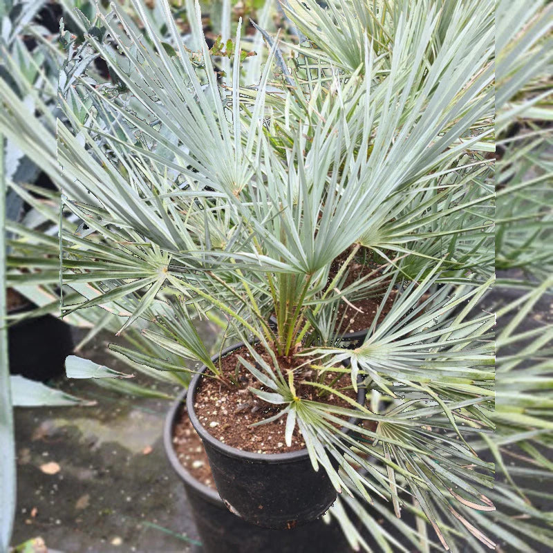 Green Humilis Silver Flower seeds for Planting - Drought Tolerant, Heirloom & GMO Free Seeds for Home Garden
