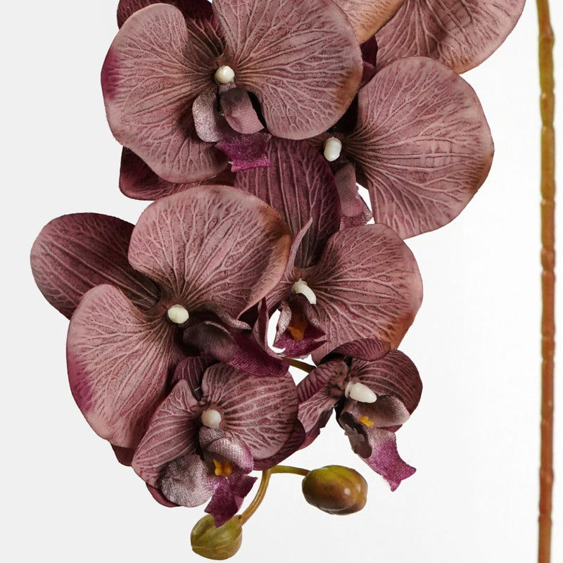 Brown Phalaenopsis Orchid Flower Seeds for Planting Easy to Grow Heirloom & GMO Free Seeds for Home Garden
 
 Sale