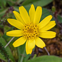Arnica Montana Flower seeds for Planting - Wildflower Mix, Heirloom & GMO Free Seeds for Home Garden