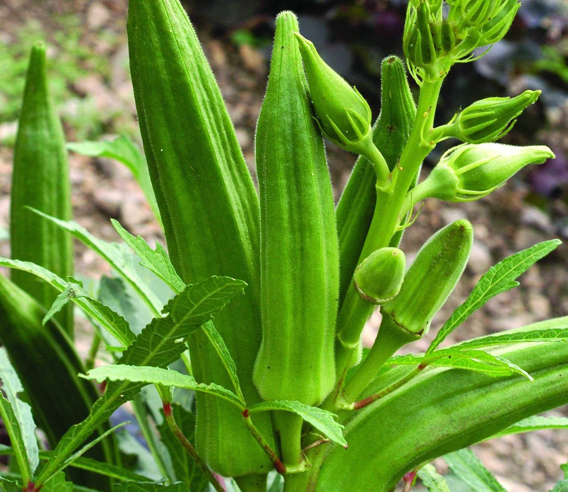 Green okra pods developing on vigorous garden plants.