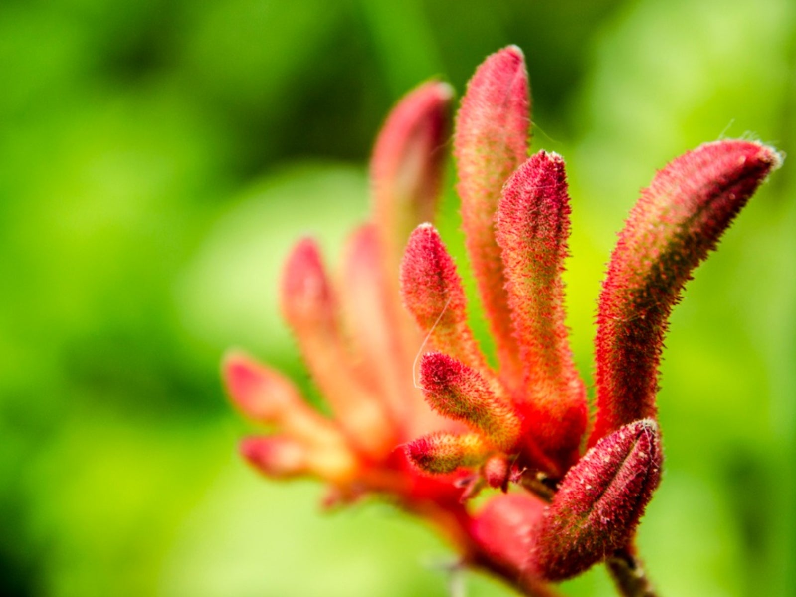 Anigozanthos Flower seeds for Planting Low Maintenance Heirloom & GMO Free Seeds for Home Garden